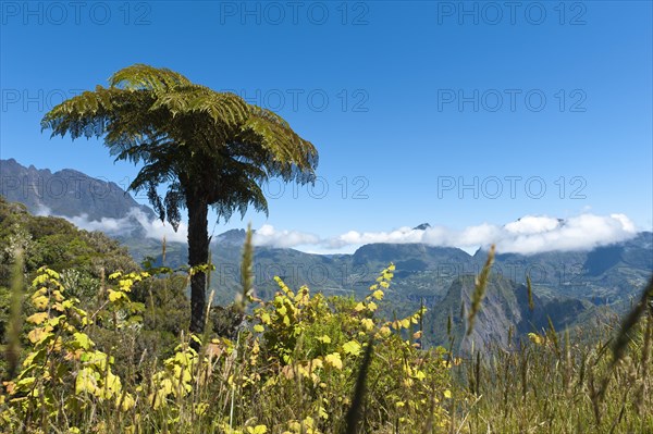 Tree Fern (Cyatheales) on a mountain slope