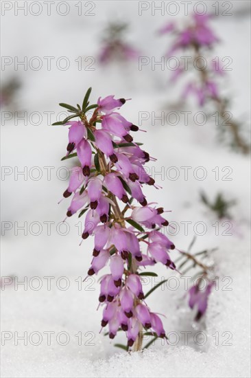 Spring Heath (Erica carnea)