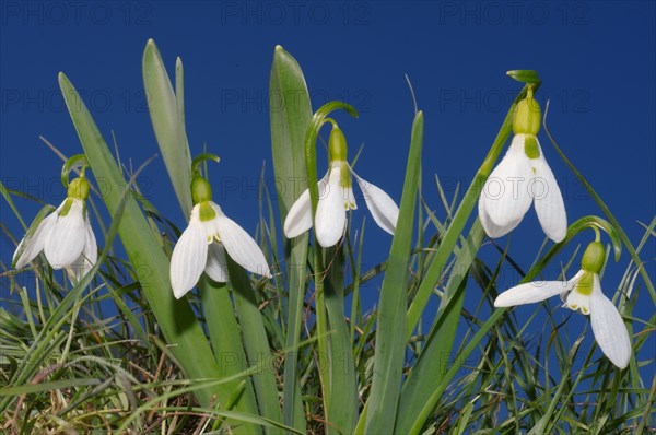 Giant Snowdrops (Galanthus elwesii)