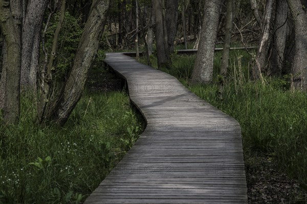 Boardwalk through the forest
