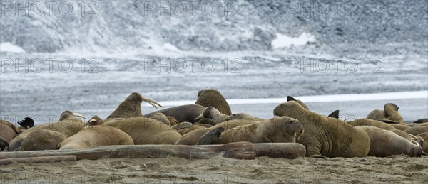 Pod of Walruses (Odobenus rosmarus)
