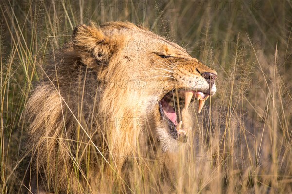 African Lion (Panthera leo)