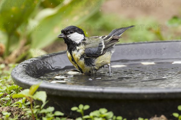 Great Tit (Parus major)