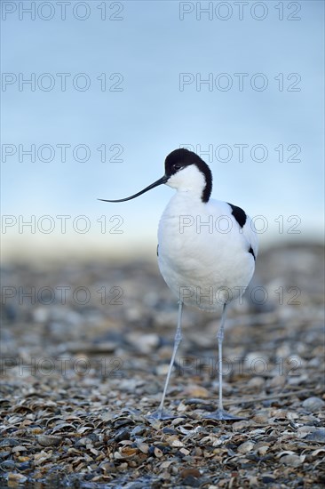 Pied Avocet (Recurvirostra avosetta)