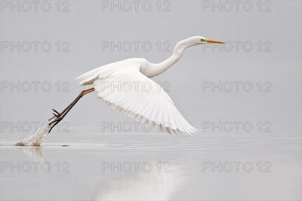 Great Egret (casmerodius albus