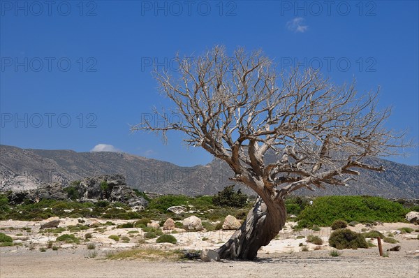 Dead olive tree