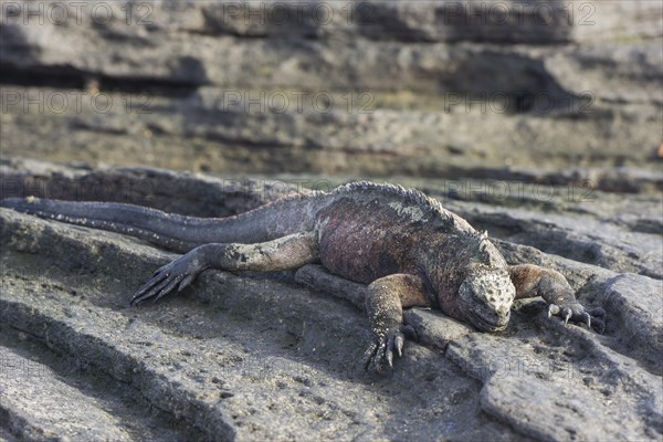 Marine Iguana (Amblyrhynchus cristatus)
