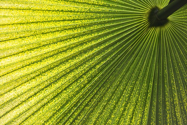 Chinese Windmill Palm (Trachycarpus fortunei)