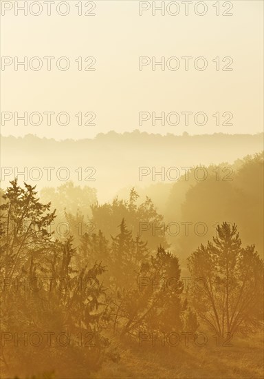 Forest with late summer early morning fog