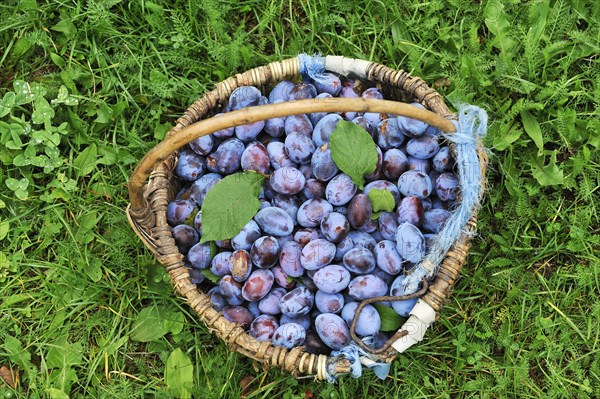 Freshly picked plums in a basket