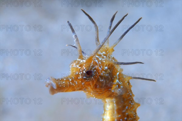 Short-snouted Seahorse (Hippocampus hippocampus)