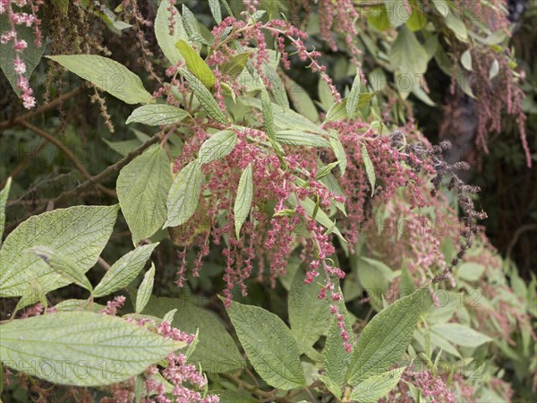 Estrelladera (Gesnouinia arborea) with flowers