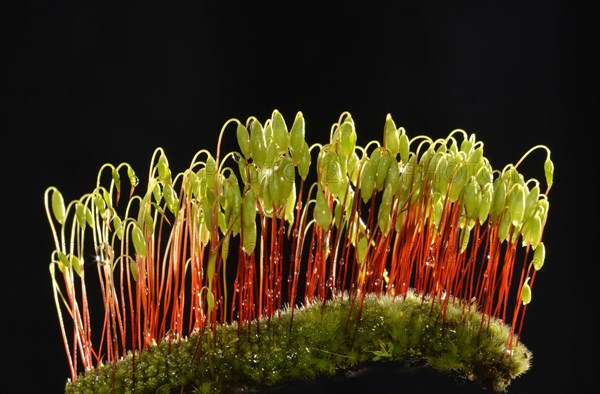 Sporophytes of Creeping feather-moss (Amblystegium serpens)