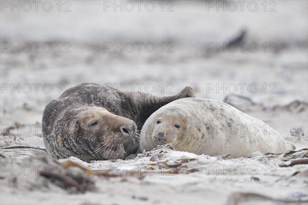 Grey seals (Halichoerus grypus) on the beach