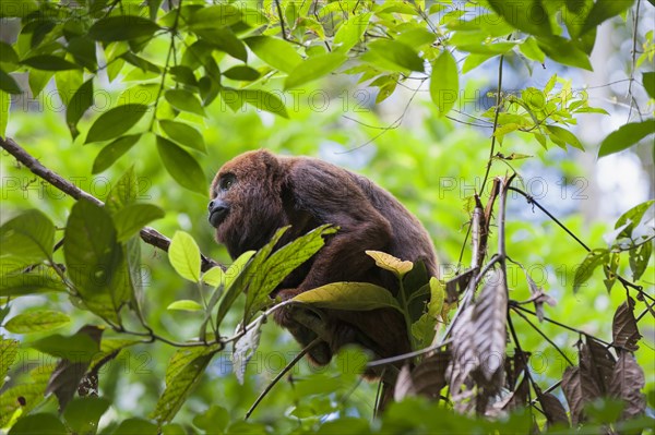 Southern Brown Howler (Alouatta guariba clamitans)