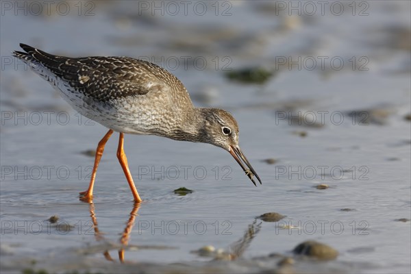 Common Redshank (Tringa totanus) foraging in the mudflats during the autumn migration