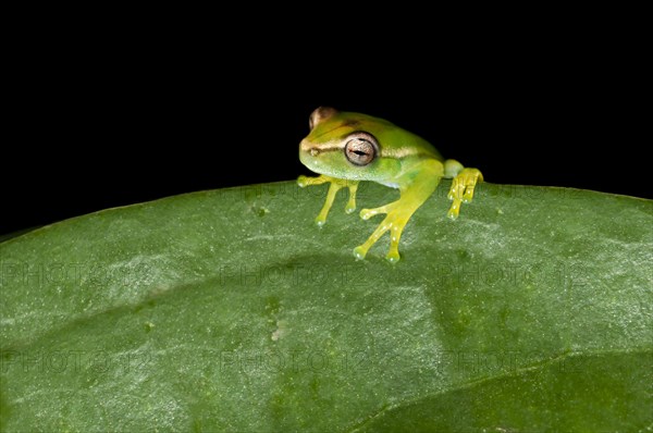 Young Orinoco Lime Tree Frog (Sphaenorhynchus lacteus) sitting on a leaf