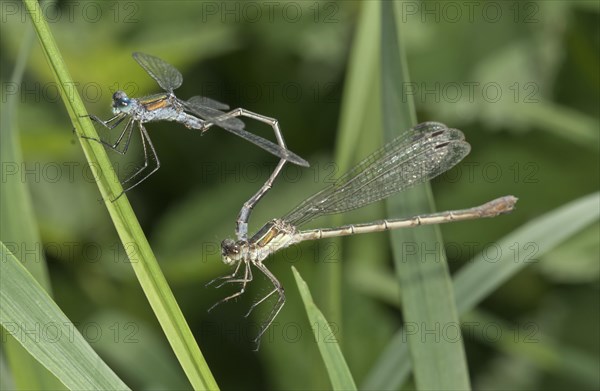 Emerald Damselflies (Lestes sponsa)