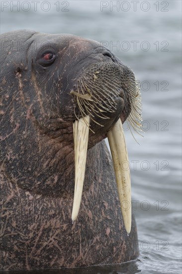 Walrus (Odobenus rosmarus)