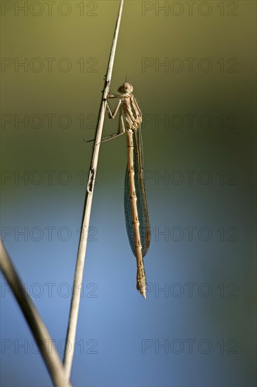 Common Winter Damselfly (Sympecma fusca)