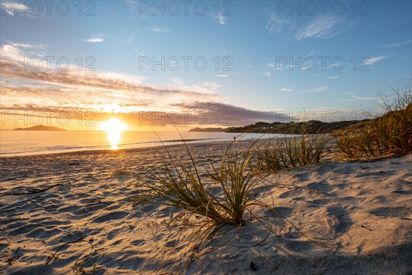 Grasses in the sand