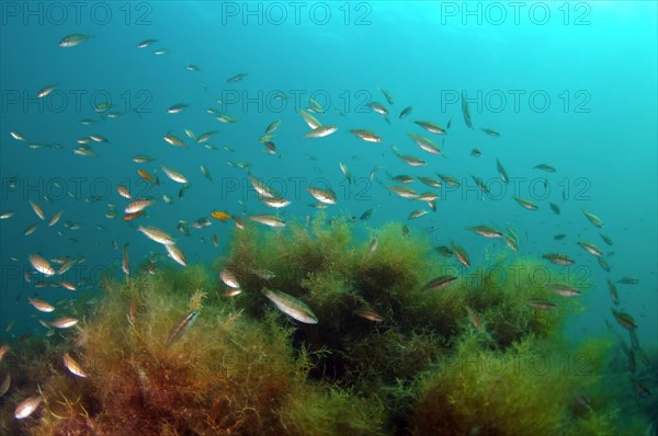 Shoal of Symphodus sp