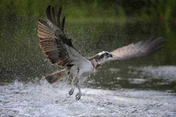 Osprey (Pandion haliaetus) taking flight after an unsuccessful hunt