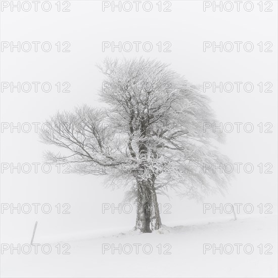 European Beech (Fagus sylvatica)