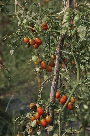 Tomato plantation