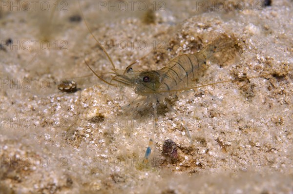 Baltic Prawn (Palaemon adspersus)