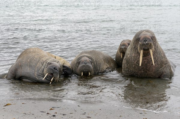 Pod of Walruses (Odobenus rosmarus) on a beach