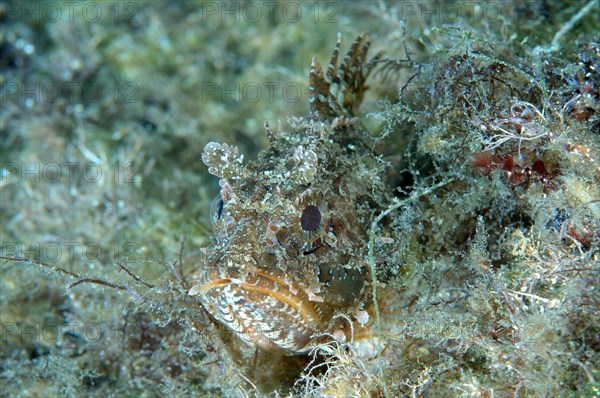 Black Scorpionfish (Scorpaena porcus)
