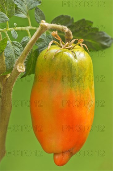 San Marzano tomatoes (Pomodoro San Marzano dell'Agro Sarnese Nocerino DOP)