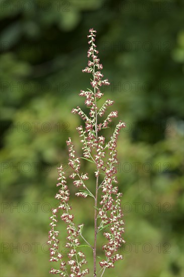Mugwort or Common Wormwood (Artemisia vulgaris)