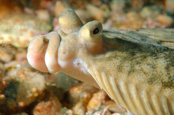 Japanese flounder (Pleuronectes japonicus)