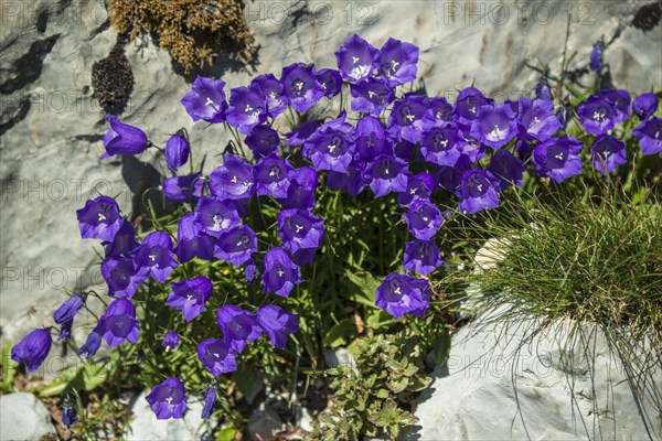 Bellflowers (Campanula sp.)