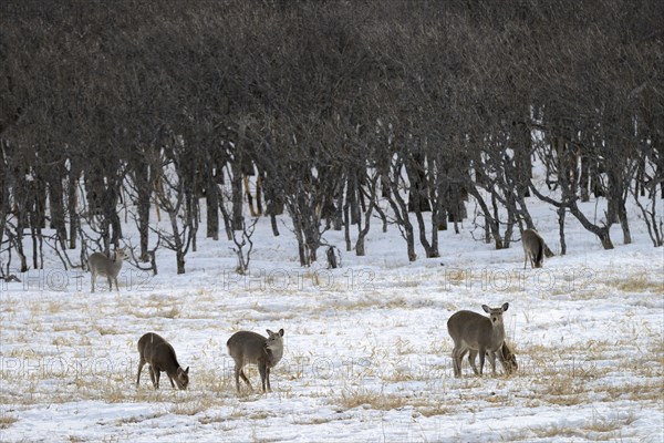 Hokkaido sika deer