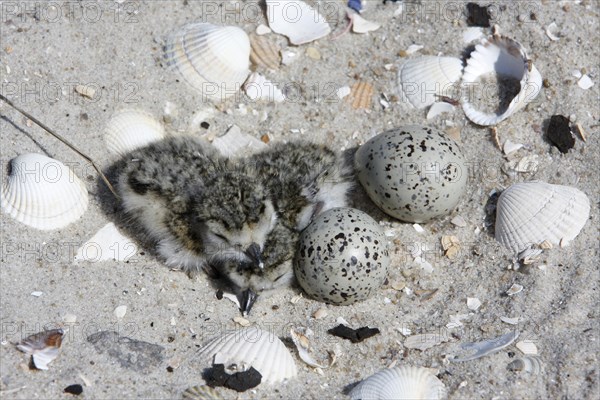 Common Ringed Plover or Ringed Plover (Charadrius hiaticula)