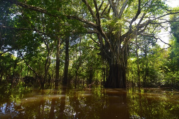 Jungle giant in the Varzea forests