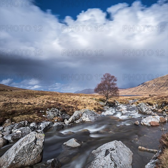 Isolated tree on the River Ossian