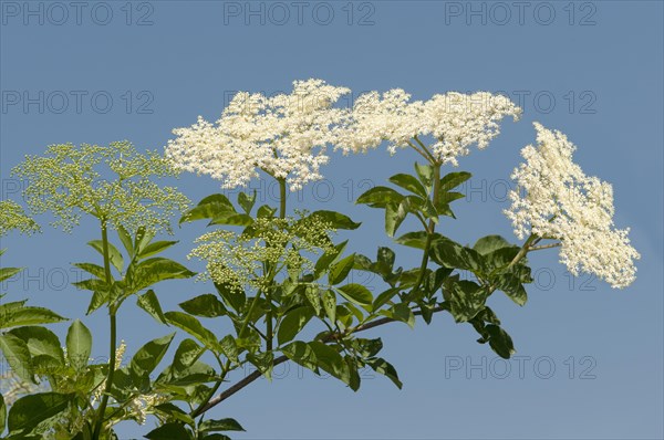 Inflorescence of Black Elder or Elderberry (Sambucus nigra)