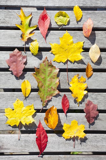 Various autumn leaves