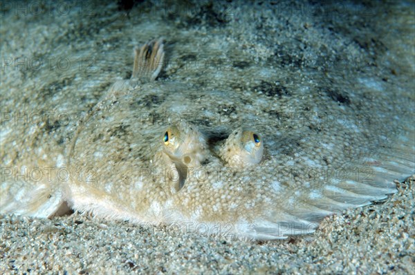 Snouted Sole (Pegusa nasuta)