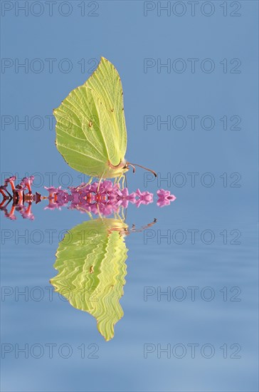 Brimstone (Gonepteryx rhamni)