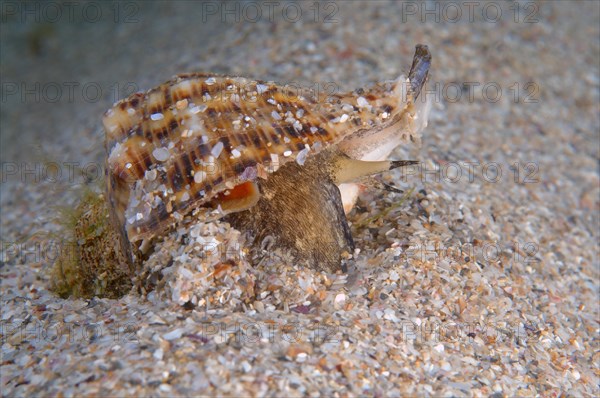 Veined Rapa Whelk (Rapana venosa)