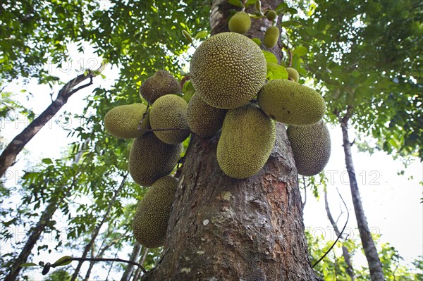 Jackfruit or Jack Tree (Artocarpus heterophyllus)