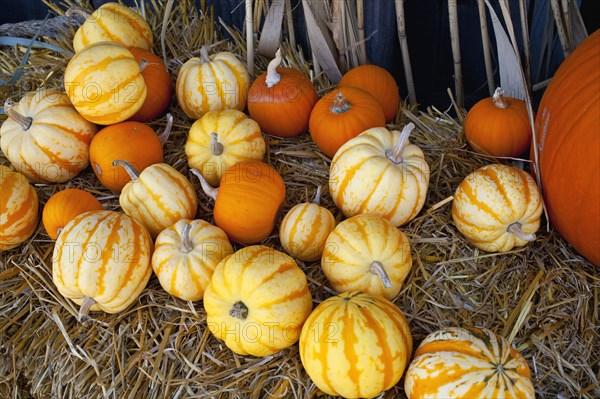 Pumpkins