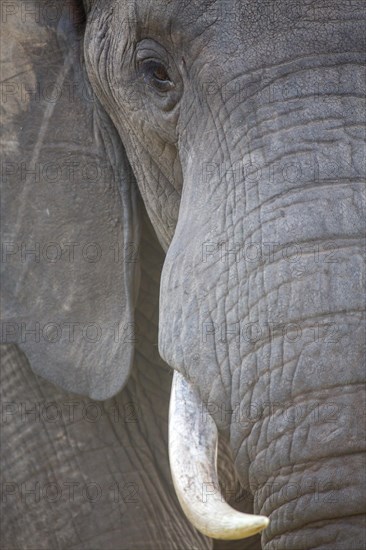 African elephant (Loxodonta africana)
