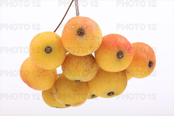 Fruits of a service tree (Sorbus domestica)