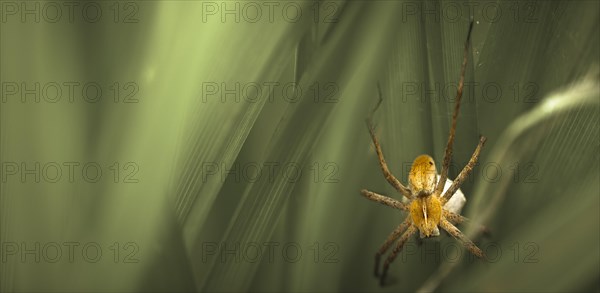 Nursery-web Spider (Pisaura mirabilis) with an egg sac